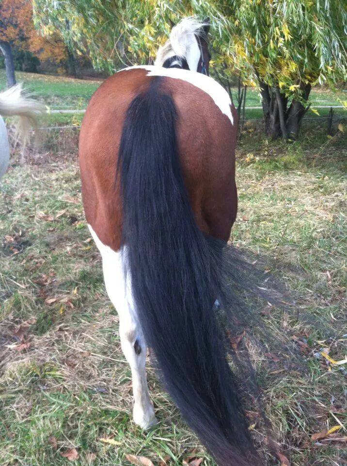 27 Tail Care Tips From HN Readers HORSE NATION