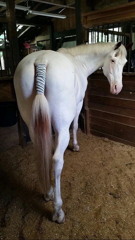 27 Tail Care Tips From HN Readers HORSE NATION