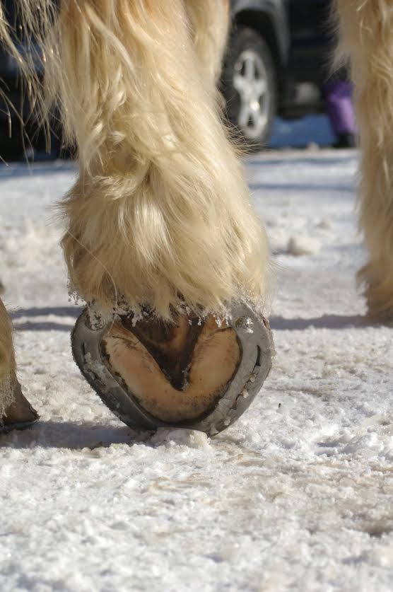 5 Things You May Not Know About Shoeing a Draft HORSE NATION