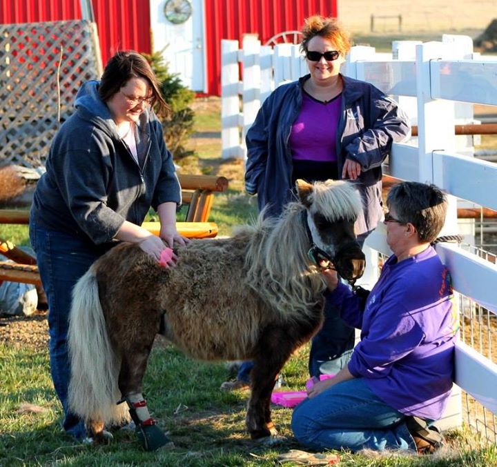 Friday Standing Ovation Triple H Miniature Horse Rescue HORSE NATION