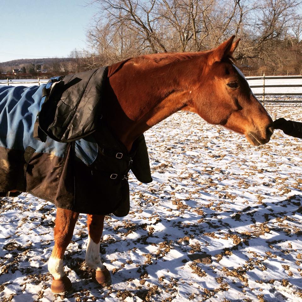 RIP, Horse Blankets 7 More That Didn’t Survive Winter 2015 HORSE NATION