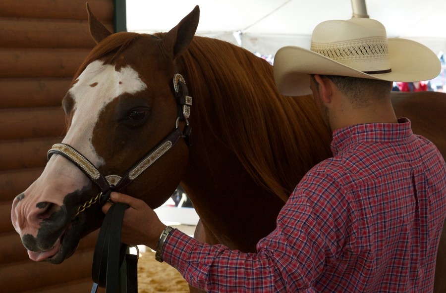 AQHA Bans Lip Chains For Halter Horses HORSE NATION
