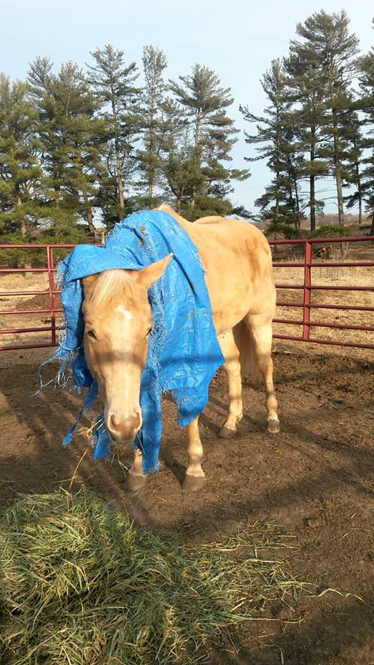 18 ReaderSubmitted Tolerant Horses Costumes, Clothes & Tarps Edition
