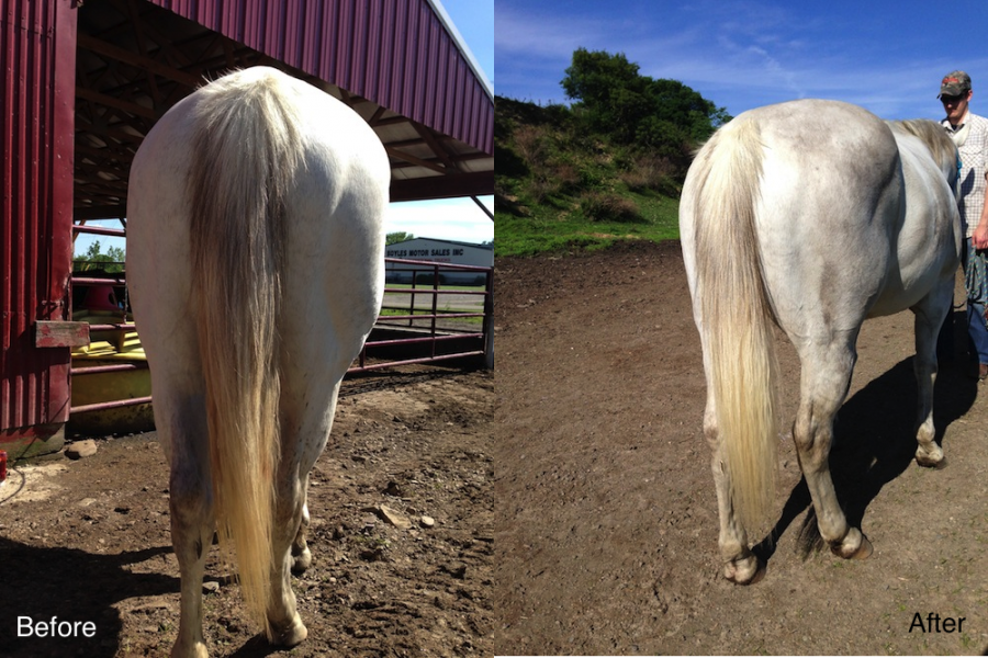 Equine Mythbusters Ketchup For White Tails HORSE NATION