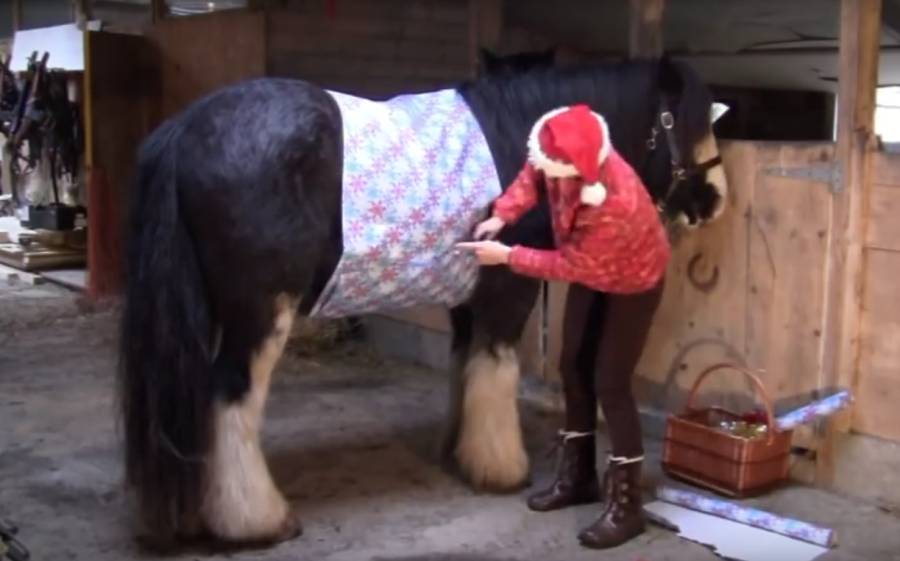 Dubarry Tuesday Video How to Wrap a Horse HORSE NATION