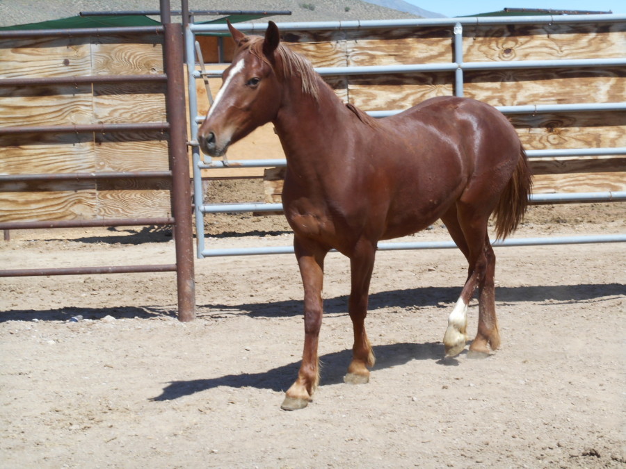 8 BLM Horses We Love in the February Online Adoption | HORSE NATION