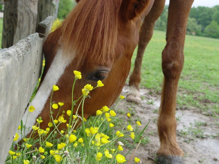 Kentucky Equine Research Buttercup Toxicity in Horses HORSE NATION