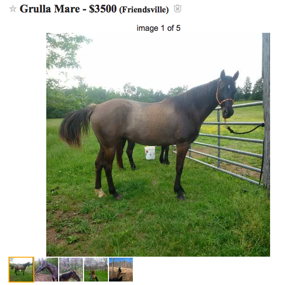 Craigslist Joplin Horses For Sale at Anthony Jefferson blog