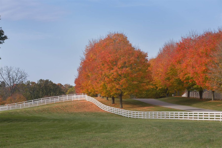 Fantasy Farm Thursday 23.5 Million Sugar Maple Farm HORSE NATION
