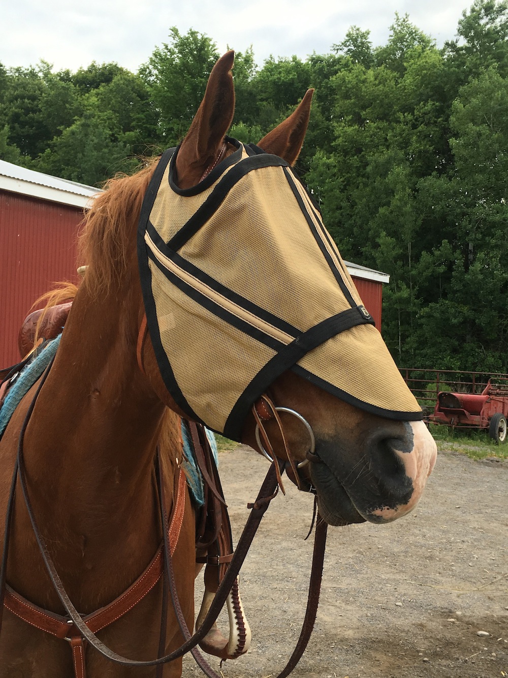 Product Review Noble Outfitters Guardsman Fly Mask HORSE NATION