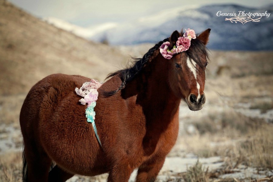 Equine Photographer Strikes Gold With Pony’s Maternity Photoshoot