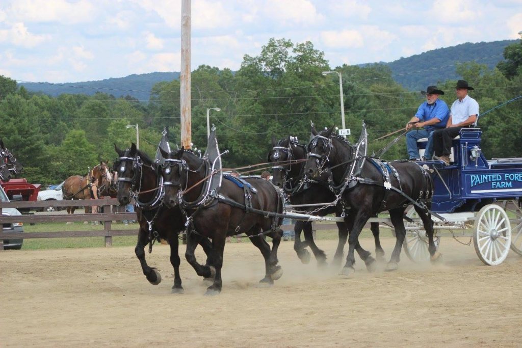 So You Want to Rescue an Auction Horse, Part III: How Auctions Work