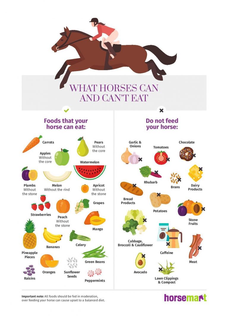 Info Graph What Horses Can & Can’t Eat HORSE NATION