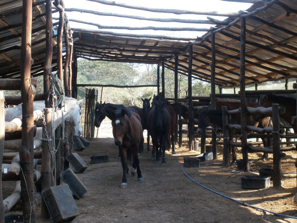 Horsing around the World, Literally A howto guide HORSE NATION