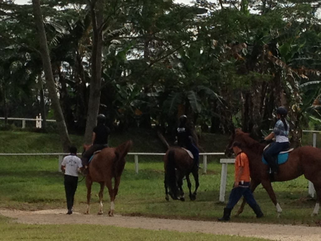 Dubai & Singapore Show me the horses HORSE NATION