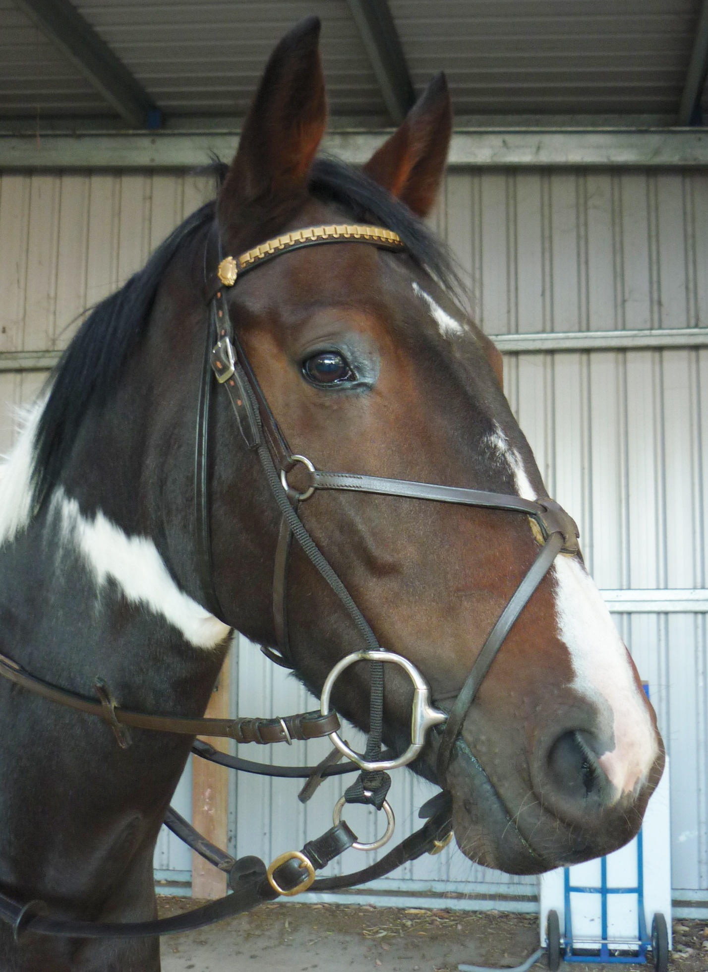 A Bit Of Advice Gag Bits HORSE NATION
