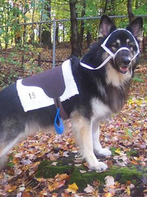 27 dogs who are dressing up as a horse for Halloween HORSE NATION