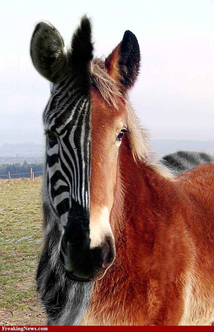 20 Modified Horse Hybrids HORSE NATION