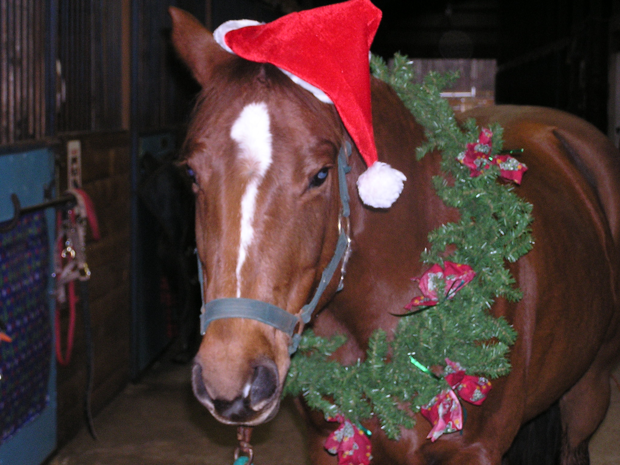 7 Horses Dressed Up for the Holidays HORSE NATION