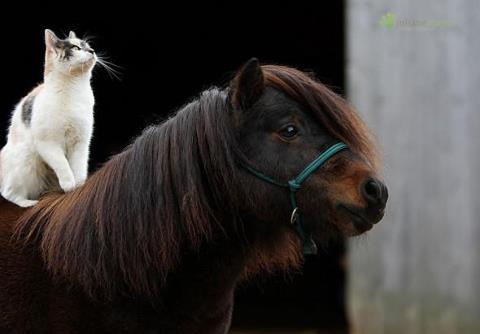 12 Photos of Cats Riding Horses | HORSE NATION