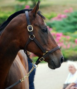 #TBT: What I Learned From a Failed Vet Check