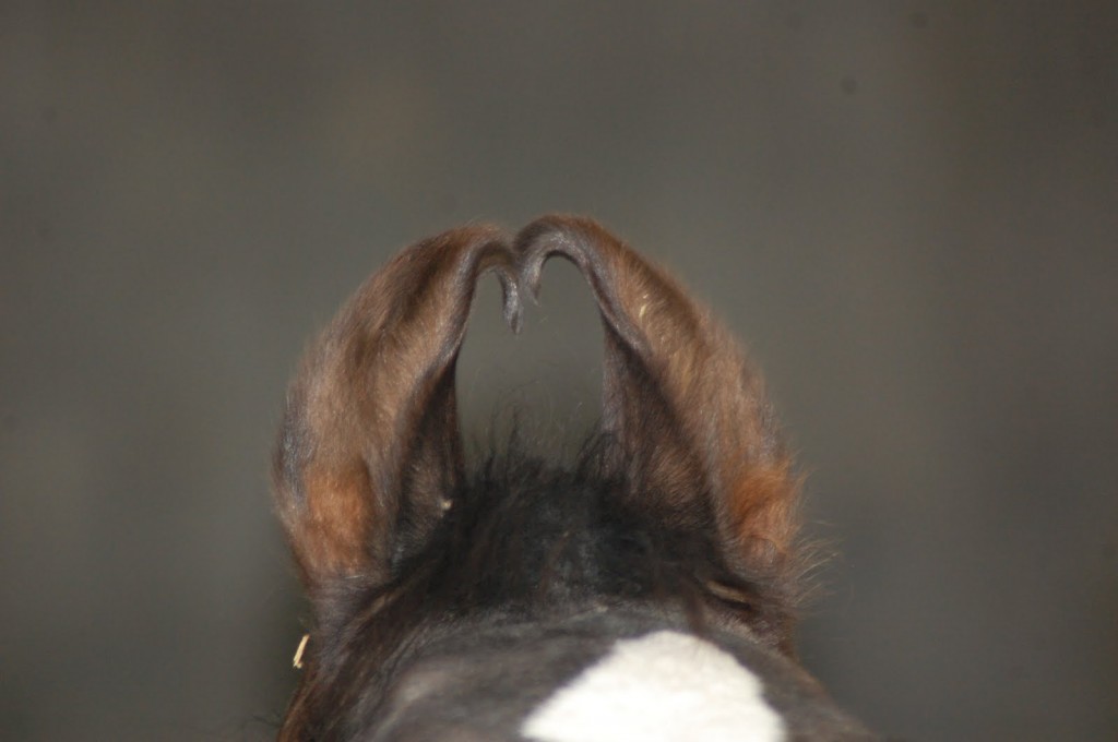 10 Pairs of Crazy Marwari Horse Ears HORSE NATION