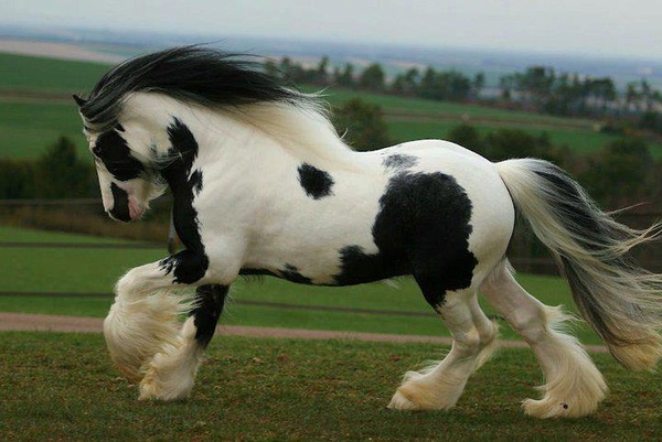 beautiful-gypsy-vanner-horse.jpg