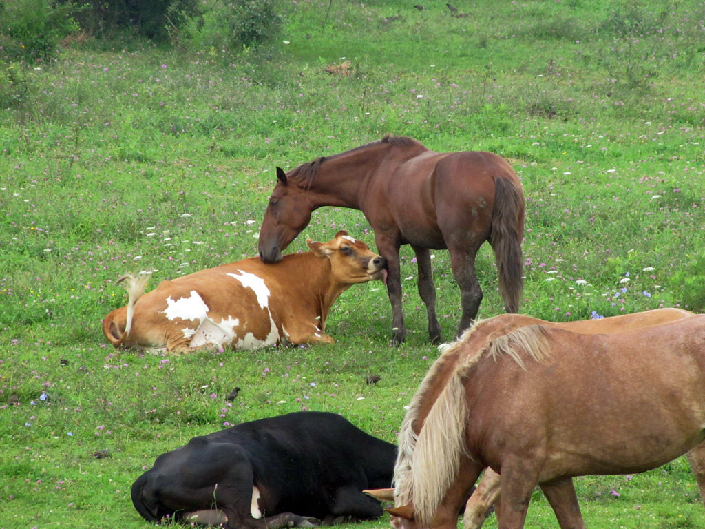 10 Inspiring Interspecies Friendships HORSE NATION