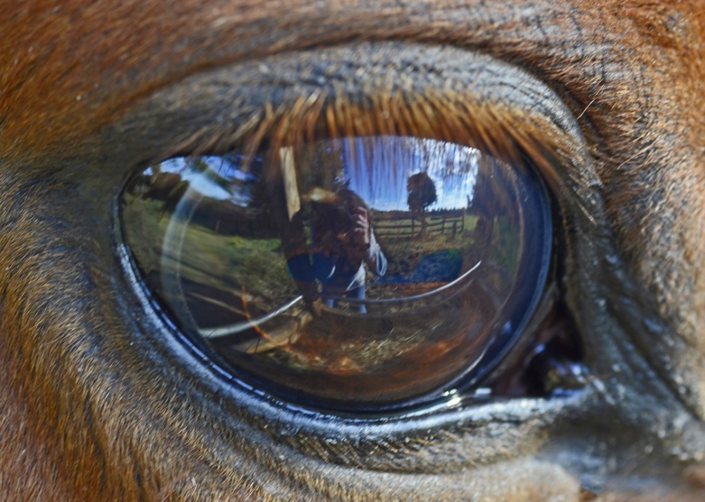 Look Into a Horse’s Eyes and See Yourself HORSE NATION