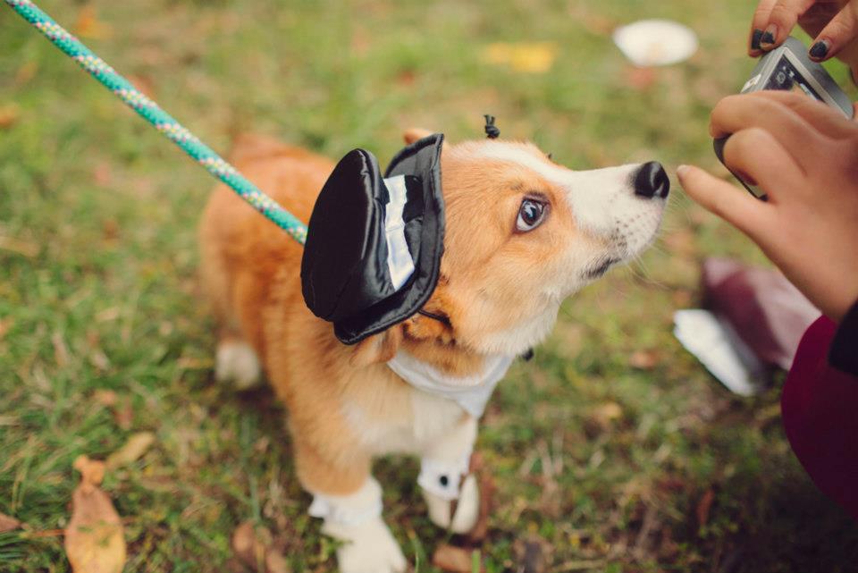 NickerDoodles Derby Hat Contest Vote for your favorite! HORSE NATION