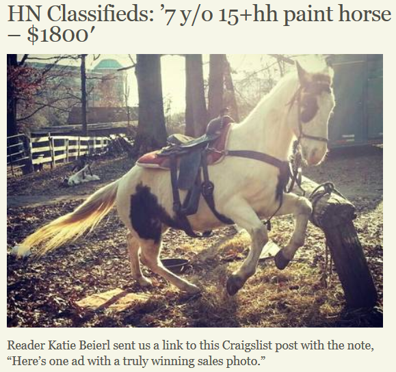 Best of Craigslist 'Designer geldeng horse 2300' HORSE NATION