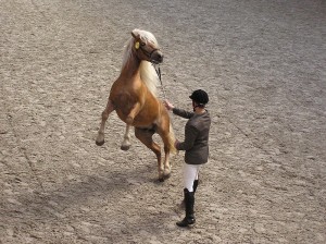 800px-Haflinger