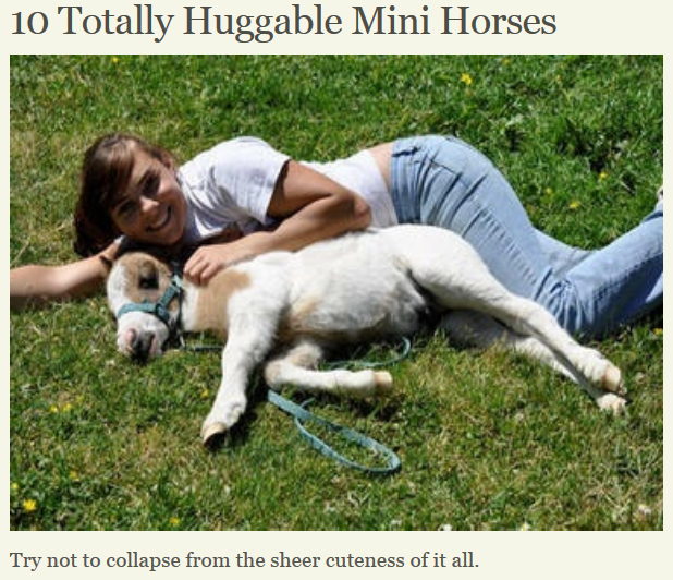 NickerDoodles Which mini do you want to drive? HORSE NATION