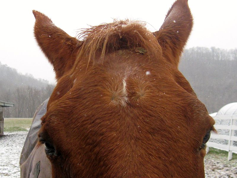 What’s in a Swirl? HORSE NATION