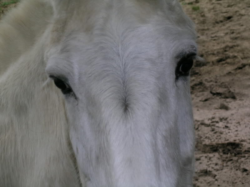 What’s in a Swirl? HORSE NATION