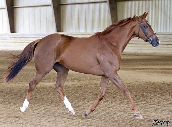 You're Going to Use That Thoroughbred for What? | HORSE NATION