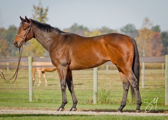 You’re Going to Use That Thoroughbred for What? | HORSE NATION