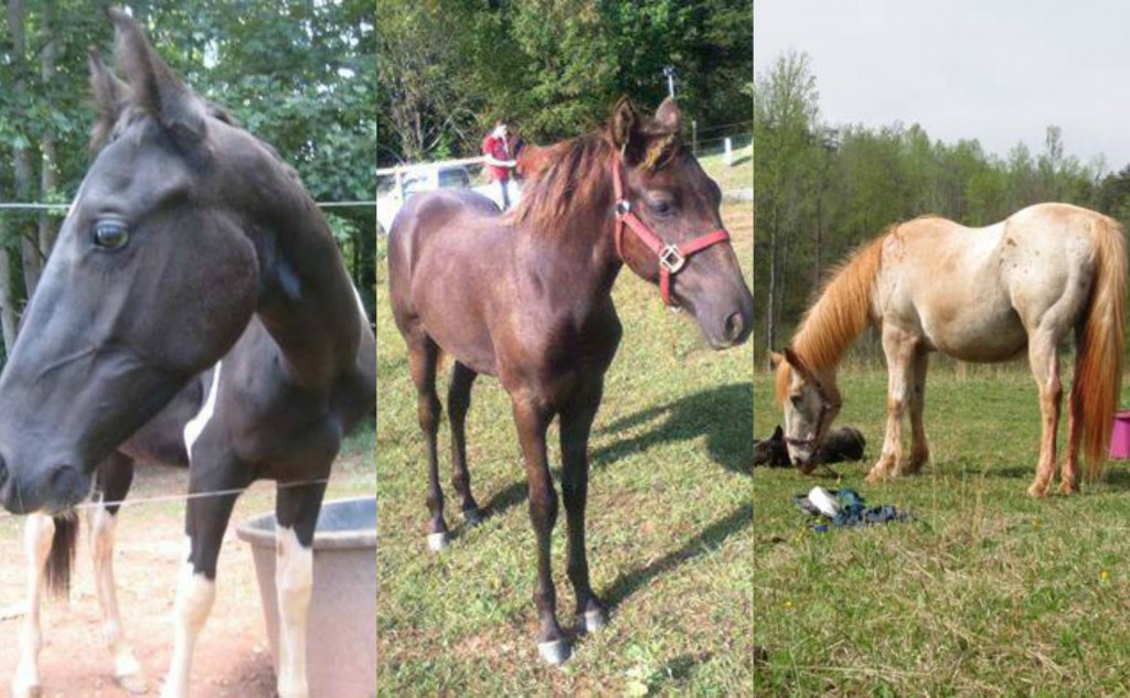 Best of Craigslist ‘3 horse trailer (PRICE REDUCED) 1800’ HORSE