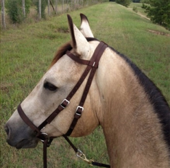 Side Pull Bit Where’s the Bit? Part IV: Cross-under side pulls | HORSE NATION