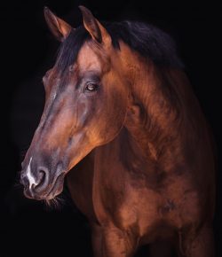 #TBT: The Difference Between Horse Owners and Horse People