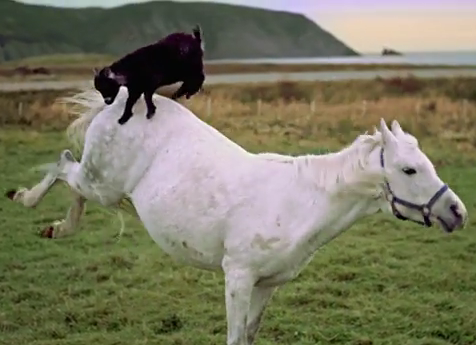 Goats Riding Horses Is the Best Thing You’ll See All Day | HORSE NATION