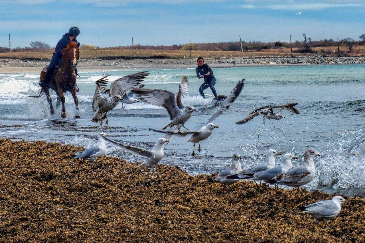 Weekly Watering Hole, Presented by Horse Quencher Horse Surfing