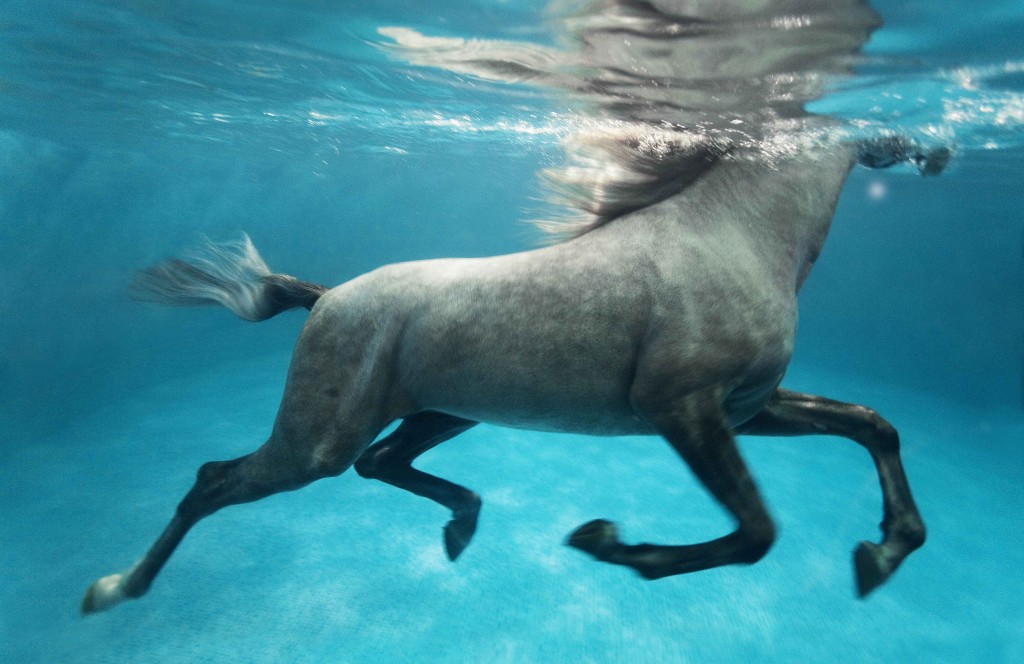 Weekly Watering Hole, Presented by Horse Quencher 6 Underwater Horse