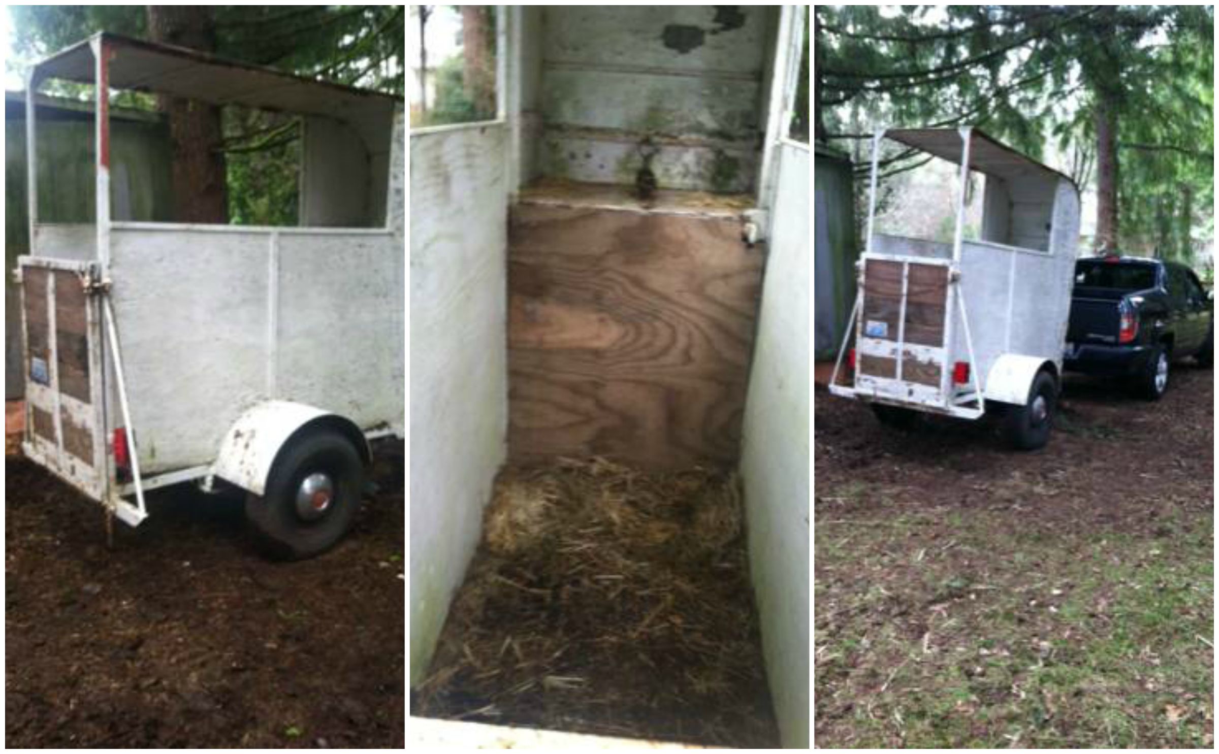 Best of Craigslist ‘White Elegant Rodeo Horse 3900’ HORSE NATION