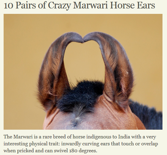 Researchers Discover Horses’ Ears Are a Tool’ HORSE NATION