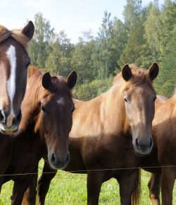 The 10 Different Types of Horses: Which One Is Yours?