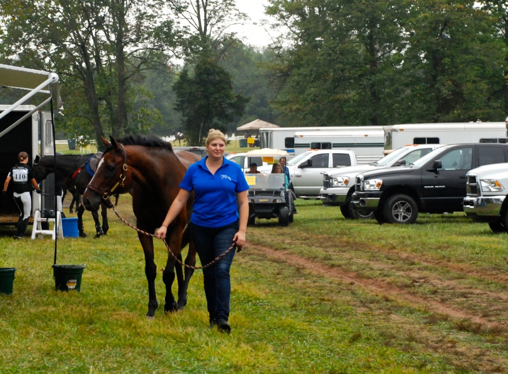 A Day in the Life of a Horse Show Groom HORSE NATION