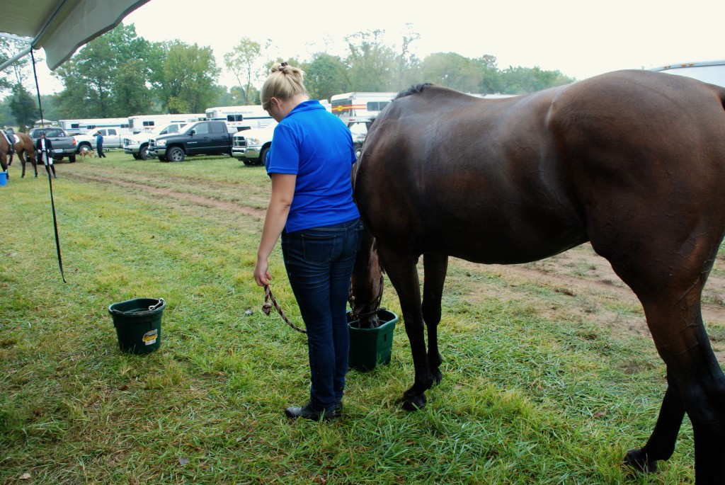 A Day in the Life of a Horse Show Groom HORSE NATION