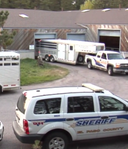 Champion Cutting Stallion Among Rescued Horses in Black Forest, Colo.