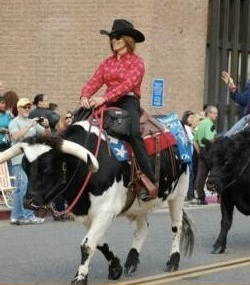 Saddle Your…Cattle? Kimberly Henson’s Saddle-broke Steers